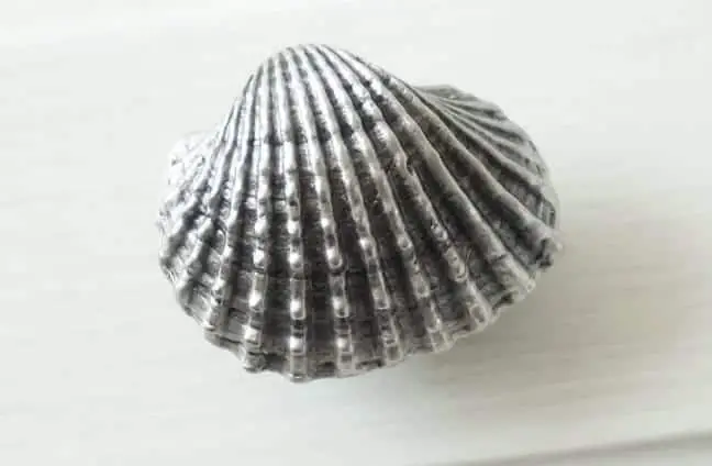 shell knobs